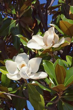 Southern magnolia with two blooming flowers Magnolia Flower Aesthetic, Southern Magnolia Tree, Potential Wallpaper, Tree With Leaves, Skin Studio, Magnolia Tattoo, Magnolia Grandiflora, Paint Inspo, Southern Magnolia