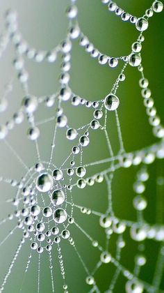 drops of water on a spider web with green background