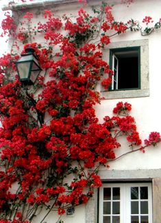 red flowers growing on the side of a white building