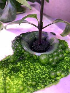 a potted plant with green moss growing out of it's base and water droplets on the ground