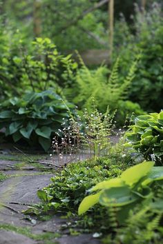 a garden with lots of green plants and flowers on the ground in front of some bushes