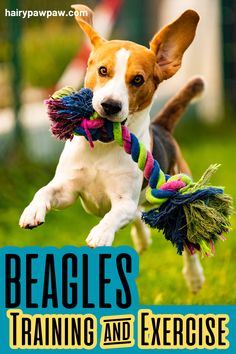 a dog jumping in the air with a toy in it's mouth and text reading beagles training and exercise