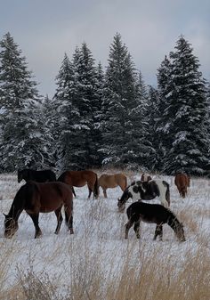 several horses are grazing in the snow near some trees