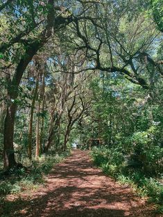 a dirt road surrounded by lots of trees