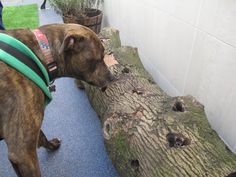 a brown dog standing next to a tree log