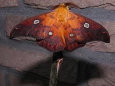 a large orange and black moth sitting on top of a wooden stick in front of a brick wall