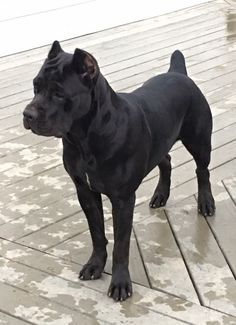 a black dog standing on top of a wooden floor