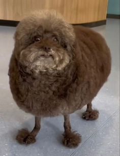 a brown dog standing on top of a tile floor