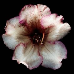 a white and pink flower with brown stamens on it's petals, photographed against a black background