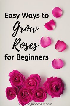 pink roses with the words easy ways to grow roses for beginners on top of it