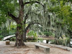 a bench sitting under a large tree next to a lake with moss growing on it