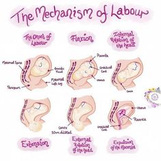 diagram of the feces and their functions in the human body, including the stomach