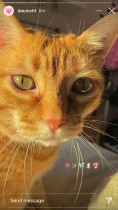 an orange cat with green eyes looking at something on the phone screen that says send message