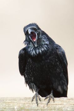 a black bird sitting on top of a wooden post with it's mouth open