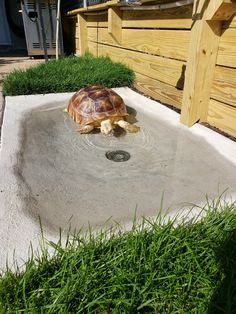 a tortoise in the middle of a concrete bowl with water running down it's side