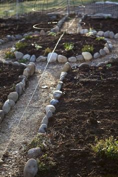 the garden is full of rocks and plants