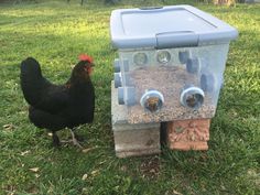 a chicken standing next to a bird feeder