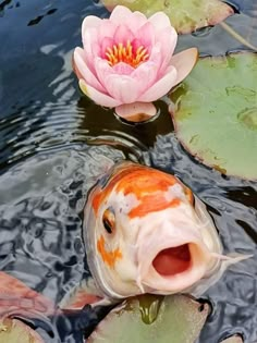 a fish with its mouth open is in the water next to a pink lotus flower