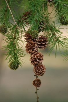 some pine cones hanging from a tree branch