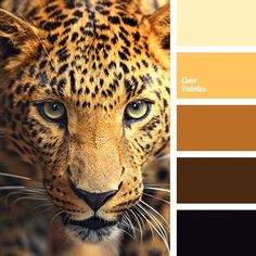 a leopard with blue eyes is shown in the color palette, and it appears to be brown