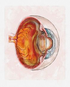 an eyeball is shown in this watercolor and ink drawing