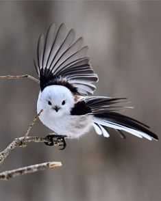 a black and white bird is perched on a tree branch with its wings spread out