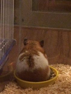 a hamster eating out of a yellow bowl