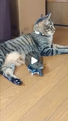 a cat laying on the floor playing with a toy