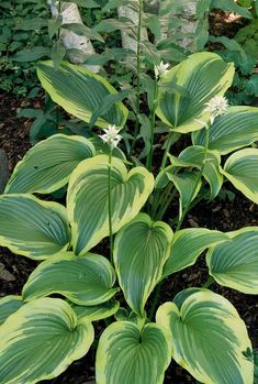 a green plant with white flowers in the middle of some dirt and plants behind it