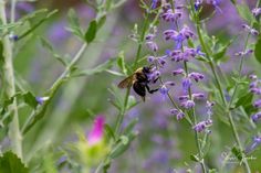 a bee sitting on top of a purple flower