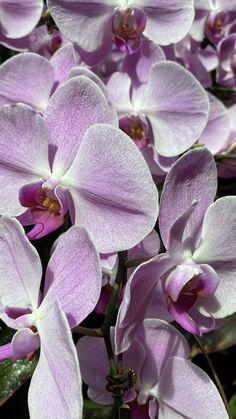 purple orchids are blooming in the garden