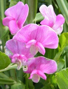 pink flowers with green leaves in the background