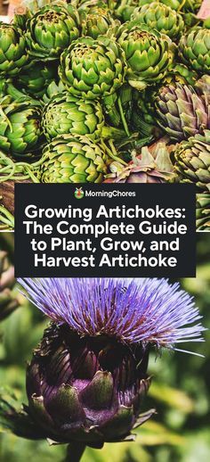 an image of plants and flowers with the title growing artichokes the complete guide to plant grow and harvest