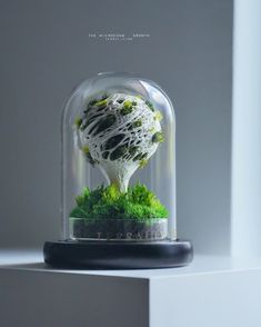 a glass dome with moss and rocks in it on top of a white shelf next to a window