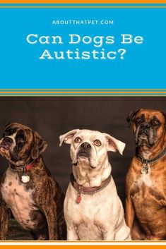 can dogs be autistic - Autism, known as an autism spectrum disorder (ASD), generally refers to a disorder that affects the development of the brain. As this happens, the affected object experiences defects in communication challenges with social interactions, and repetitive behavior. Dog Lovers Quotes, Puppy Advice, Lovers Tattoo, Dog Psychology, Puppy Tips, Pets Products, Training Ideas, Lovers Quotes