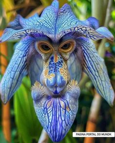 a blue flower with large leaves on it's head