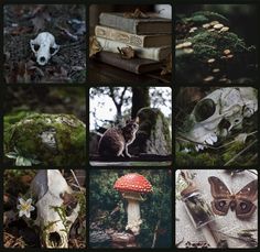 a collage of photos with different types of animals and plants in them, including mushrooms, skulls, books, and other things