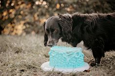 a dog standing next to a blue frosted cake