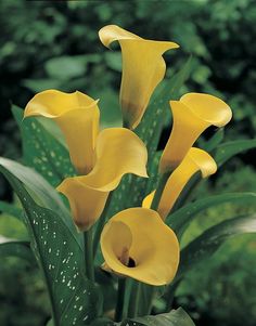 yellow flowers with green leaves in the background