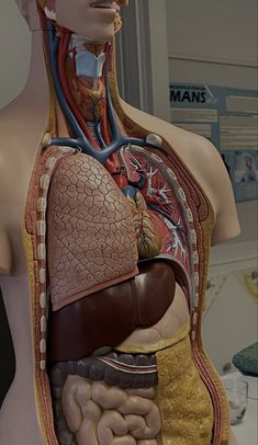 the human body is made up of many different parts, including the torso and chest