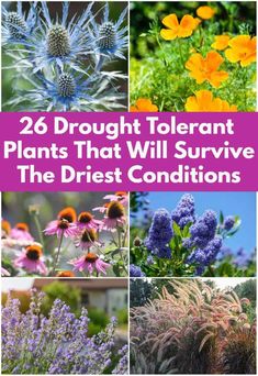 different flowers and plants with the words, 26 trought tolerant plants that will survive