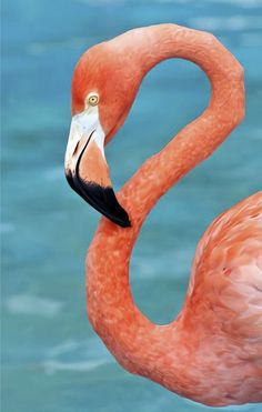 a pink flamingo standing in the water