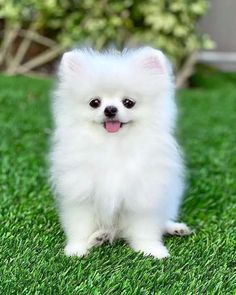 a small white dog sitting in the grass