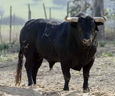 a black bull with horns standing in the dirt