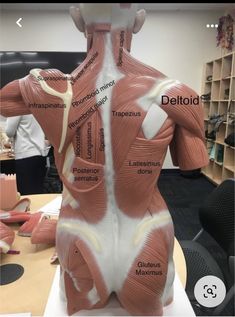 Muscles Of The Body, Nursing School Survival