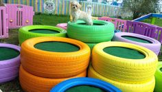 a small dog standing on top of a pile of colorful tires