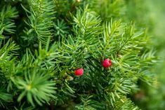 small red berries on the needles of a green tree