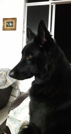 a large black dog sitting on top of a couch next to a window and door