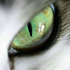 the cat's eye is green and white