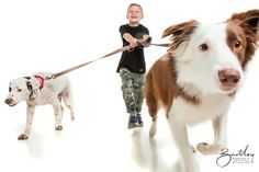 a young boy is walking two dogs on a white background with the dog pulling him